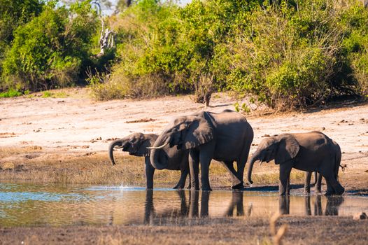 Group of African bush elephants (Loxodonta africana) drinking