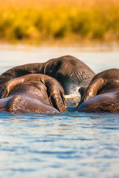 Group of African bush elephants swimming, Chobe National Park