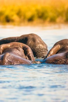 Group of African bush elephants swimming, Chobe National Park