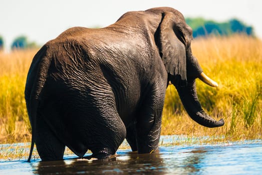 African bush elephant (Loxodonta africana) crossing river