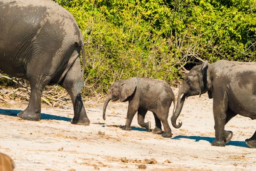 Family of african bush elephants (loxodonta africana)