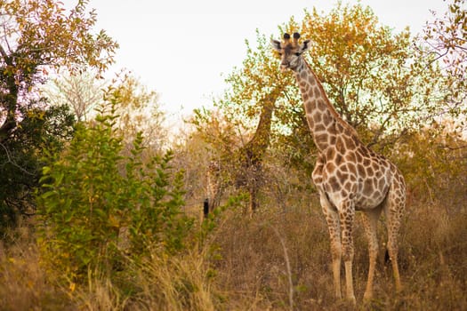 Giraffe (Giraffa camelopardalis) in the bush, South Africa