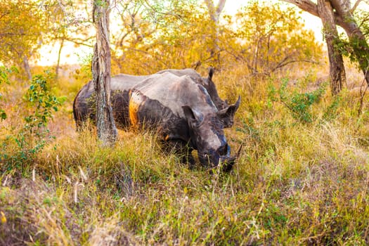 Rhinocerous near Kruger National Park, Hoedspruit, South Africa