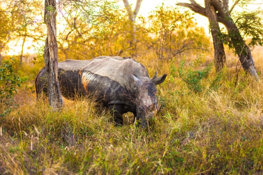 Rhinocerous near Kruger National Park, Hoedspruit, South Africa