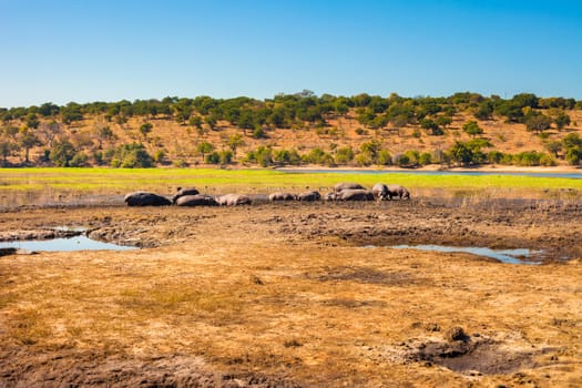 Large group of hippopotamuses in mud, Chobe National Park