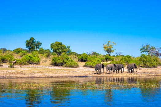 Group of elephants walking along a river
