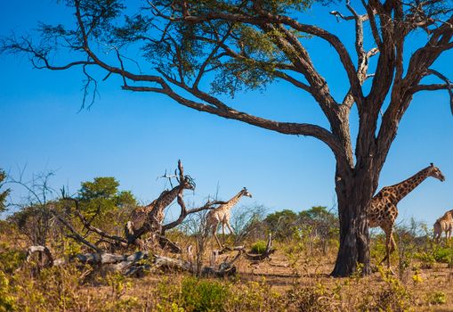 Giraffe (Giraffa camelopardalis) walking, Chobe National Park