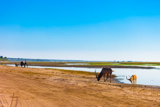 Impala, kudu, and elephants, Chobe National Park