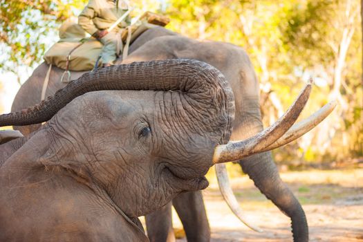 African elephant swallowing peanuts for a snack