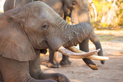 African elephant swallowing peanuts for a snack