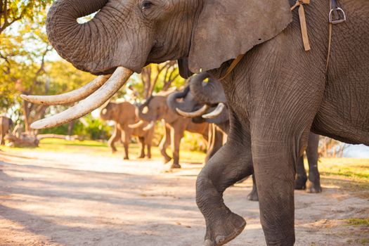 Group of elephants saluting and making noise