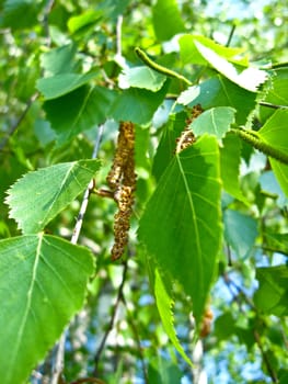 The image of young green sprouts of birch