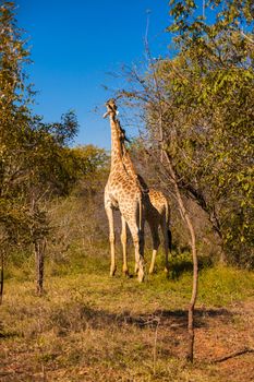 Giraffe (Giraffa camelopardalis) walking through grassland, rural Zambia