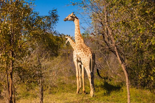 Giraffe (Giraffa camelopardalis) walking through grassland, rural Zambia