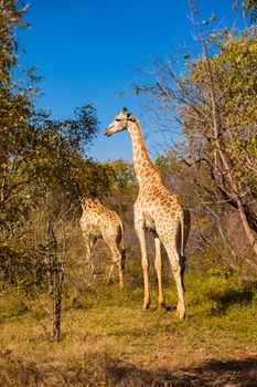 Giraffe (Giraffa camelopardalis) walking through grassland, rural Zambia