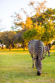 Plains zebra (Equus quagga) grazing, South Africa