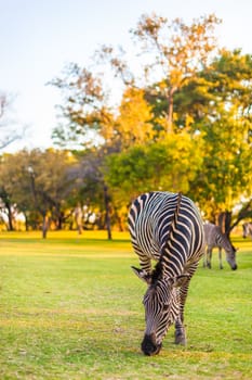 Plains zebra (Equus quagga) grazing, South Africa
