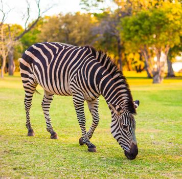 Plains zebra (Equus quagga) grazing, South Africa