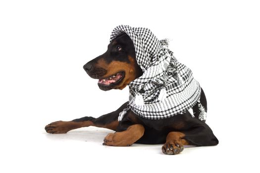 Dobermann dog in black kufiya