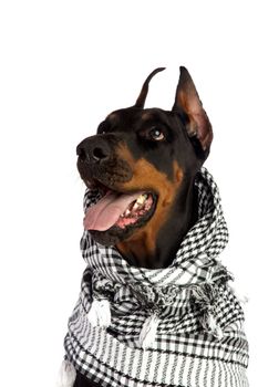 Dobermann dog in black kufiya