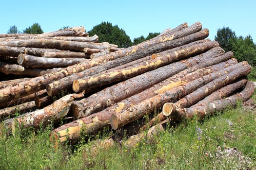 trunks of fir trees lengthened on the earth