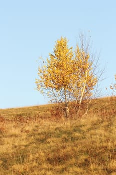 birch tree ( betula ) in autumn with its foliage faded