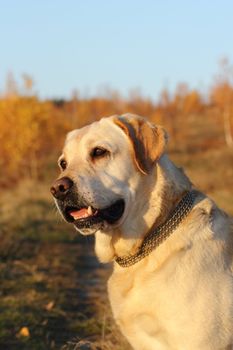 beautiful dog ( labrador retriever ) standing in the warm light of sunset