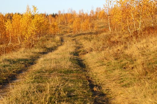 old abandoned road going towards the forest