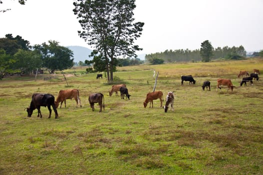 cow in farm