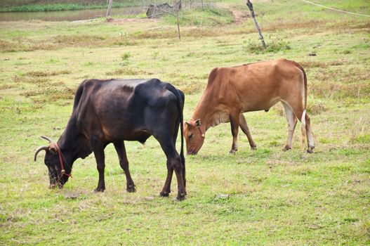 cow in farm