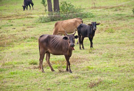 Cow in farm