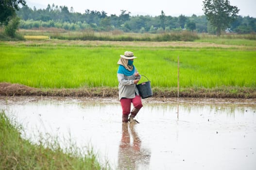 farmer working in the field