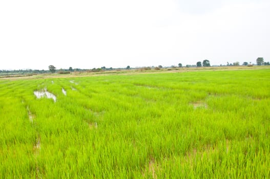 rice field in Thailand country