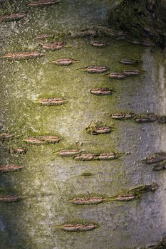 Tree bark texture close up