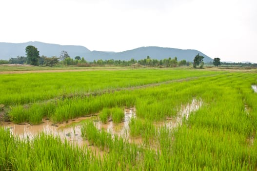 rice field in Thailand country