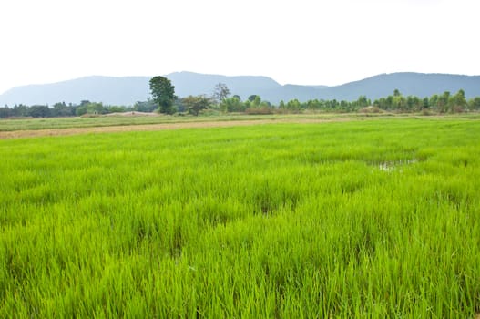 rice field in Thailand country