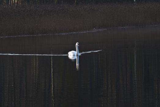 a swan swims around in the sea by iddefjord and dive for seagrass, image is shot in november 2012 (iddefjord is the name of a long fjord in halden municipality)