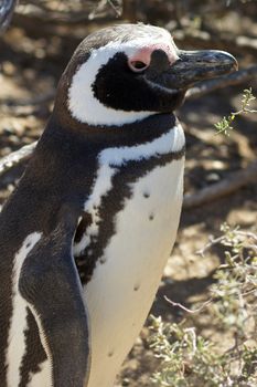 Magellanic Penguin colony of Punta Tombo, one of the largest in the world, Patagonia, Argentina