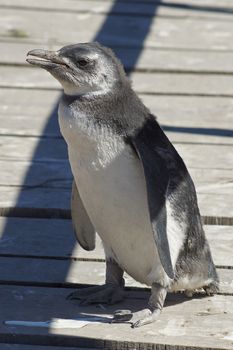 Magellanic Penguin colony of Punta Tombo, one of the largest in the world, Patagonia, Argentina