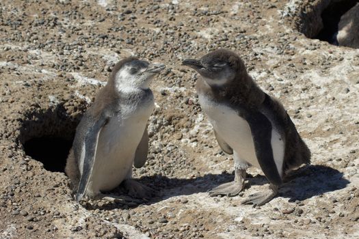 Magellanic Penguin colony of Punta Tombo, one of the largest in the world, Patagonia, Argentina