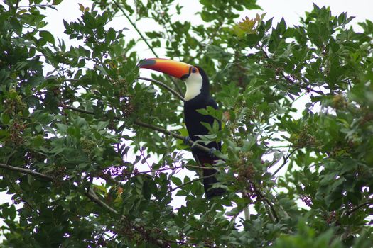 Tukan, National Parc Iguazu, Argentina, South America