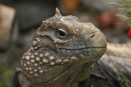 Close shot of an iguana, taken in Cuba