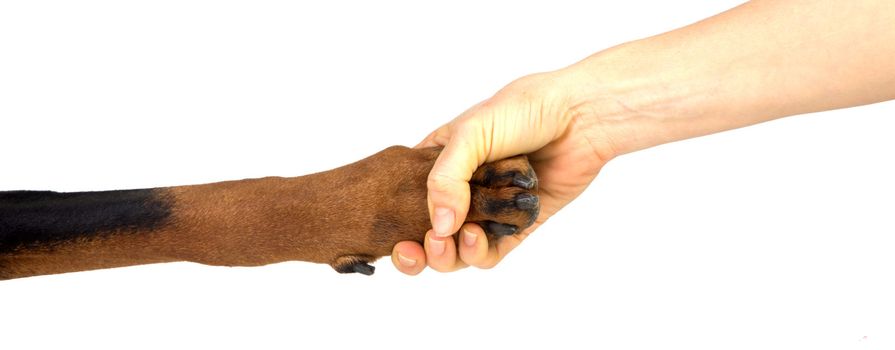 Friendship between human and animal - puppy give woman paw - handshake