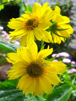 the image of some beautiful yellow flowers