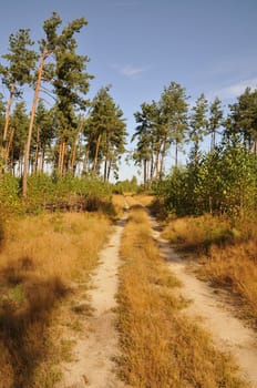 straight forest road by bright summer day