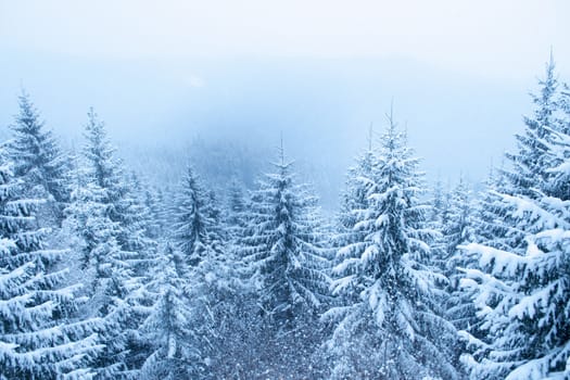 snowfall over mountain winter forest