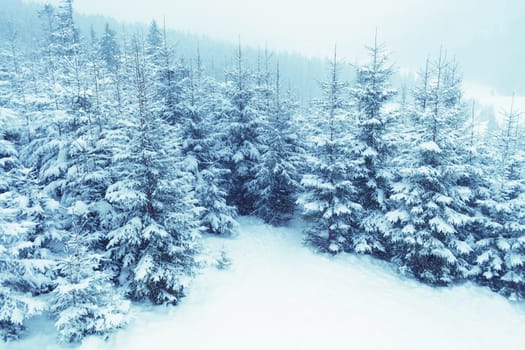 snowfall over mountain winter forest 
