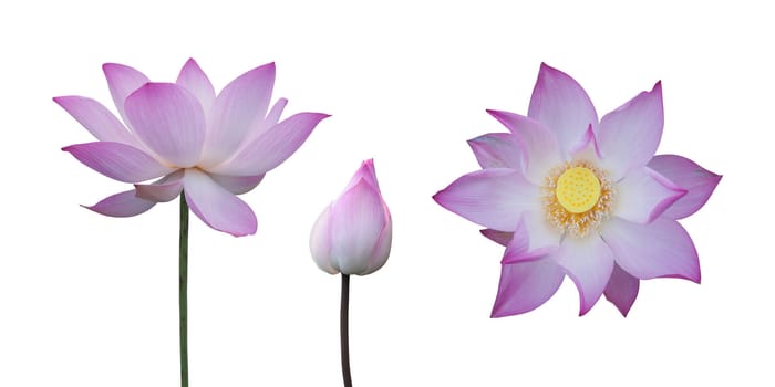 Collection of pink lotus isolated on white