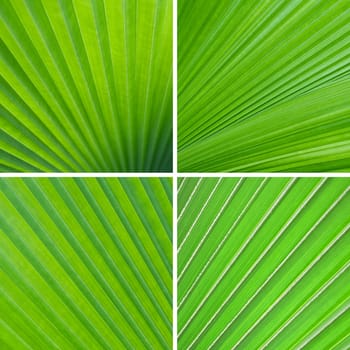 Set of green leaf background