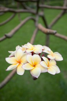 Plumeria flowers